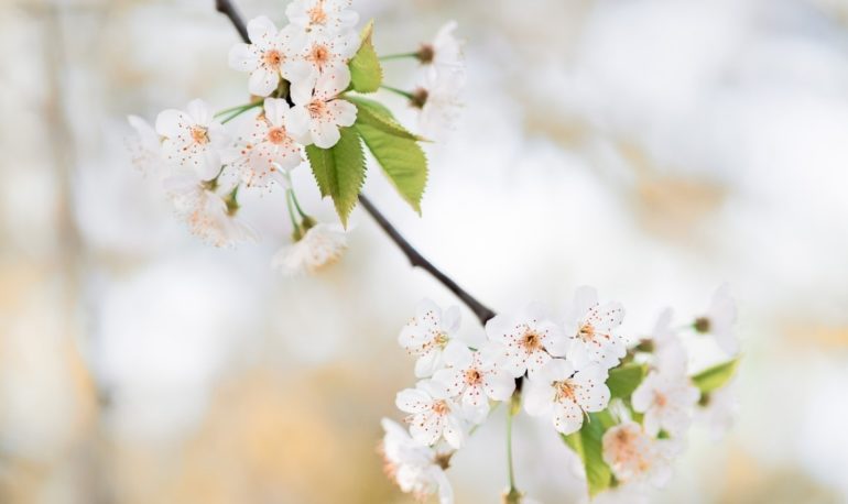 springbucketlist-feature
